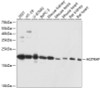 Western blot analysis of extracts of various cell lines, using AGTRAP antibody (14-297) at 1:3000 dilution.<br/>Secondary antibody: HRP Goat Anti-Rabbit IgG (H+L) at 1:10000 dilution.<br/>Lysates/proteins: 25ug per lane.<br/>Blocking buffer: 3% nonfat dry milk in TBST.<br/>Detection: ECL Basic Kit.<br/>Exposure time: 10s.