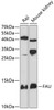Western blot analysis of extracts of various cell lines, using FAU antibody (14-300) at 1:3000 dilution.<br/>Secondary antibody: HRP Goat Anti-Rabbit IgG (H+L) at 1:10000 dilution.<br/>Lysates/proteins: 25ug per lane.<br/>Blocking buffer: 3% nonfat dry milk in TBST.<br/>Detection: ECL Basic Kit.<br/>Exposure time: 90s.