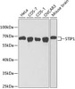 Western blot analysis of extracts of various cell lines, using STIP1 antibody (14-303) at 1:1000 dilution.<br/>Secondary antibody: HRP Goat Anti-Rabbit IgG (H+L) at 1:10000 dilution.<br/>Lysates/proteins: 25ug per lane.<br/>Blocking buffer: 3% nonfat dry milk in TBST.