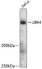 Western blot analysis of extracts of HeLa cells, using UBR4 antibody (14-306) at 1:3000 dilution.<br/>Secondary antibody: HRP Goat Anti-Rabbit IgG (H+L) at 1:10000 dilution.<br/>Lysates/proteins: 25ug per lane.<br/>Blocking buffer: 3% nonfat dry milk in TBST.<br/>Detection: ECL Enhanced Kit.<br/>Exposure time: 90s.
