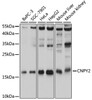 Western blot analysis of extracts of various cell lines, using CNPY2 antibody (14-308) at 1:1000 dilution.<br/>Secondary antibody: HRP Goat Anti-Rabbit IgG (H+L) at 1:10000 dilution.<br/>Lysates/proteins: 25ug per lane.<br/>Blocking buffer: 3% nonfat dry milk in TBST.<br/>Detection: ECL Basic Kit.<br/>Exposure time: 5s.