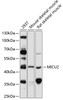 Western blot analysis of extracts of various cell lines, using MICU2 antibody (14-309) at 1:1000 dilution.<br/>Secondary antibody: HRP Goat Anti-Rabbit IgG (H+L) at 1:10000 dilution.<br/>Lysates/proteins: 25ug per lane.<br/>Blocking buffer: 3% nonfat dry milk in TBST.<br/>Detection: ECL Basic Kit.<br/>Exposure time: 10s.