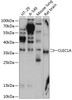 Western blot analysis of extracts of various cell lines, using CLEC1A antibody (14-315) at 1:1000 dilution.<br/>Secondary antibody: HRP Goat Anti-Rabbit IgG (H+L) at 1:10000 dilution.<br/>Lysates/proteins: 25ug per lane.<br/>Blocking buffer: 3% nonfat dry milk in TBST.<br/>Detection: ECL Enhanced Kit.<br/>Exposure time: 90s.