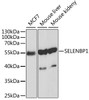 Western blot analysis of extracts of various cell lines, using SELENBP1 antibody (14-321) at 1:1000 dilution.<br/>Secondary antibody: HRP Goat Anti-Rabbit IgG (H+L) at 1:10000 dilution.<br/>Lysates/proteins: 25ug per lane.<br/>Blocking buffer: 3% nonfat dry milk in TBST.<br/>Detection: ECL Basic Kit.