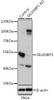 Western blot analysis of extracts from normal (control) and SELENBP1 knockout (KO) HeLa cells, using SELENBP1 antibody (14-321) at 1:1000 dilution.<br/>Secondary antibody: HRP Goat Anti-Rabbit IgG (H+L) at 1:10000 dilution.<br/>Lysates/proteins: 25ug per lane.<br/>Blocking buffer: 3% nonfat dry milk in TBST.<br/>Detection: ECL Basic Kit.<br/>Exposure time: 5s.
