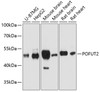Western blot analysis of extracts of various cell lines, using POFUT2 antibody (14-323) at 1:1000 dilution.<br/>Secondary antibody: HRP Goat Anti-Rabbit IgG (H+L) at 1:10000 dilution.<br/>Lysates/proteins: 25ug per lane.<br/>Blocking buffer: 3% nonfat dry milk in TBST.<br/>Detection: ECL Basic Kit.<br/>Exposure time: 5s.