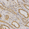 Immunohistochemistry of paraffin-embedded human kidney using ARHGAP25 antibody (14-326) at dilution of 1:200 (40x lens) .
