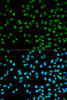 Immunofluorescence analysis of HeLa cells using CST8 antibody (14-329) . Blue: DAPI for nuclear staining.