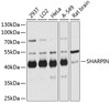 Western blot analysis of extracts of various cell lines, using SHARPIN antibody (14-330) at 1:3000 dilution.<br/>Secondary antibody: HRP Goat Anti-Rabbit IgG (H+L) at 1:10000 dilution.<br/>Lysates/proteins: 25ug per lane.<br/>Blocking buffer: 3% nonfat dry milk in TBST.<br/>Detection: ECL Basic Kit.<br/>Exposure time: 3s.