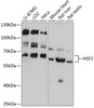 Western blot analysis of extracts of various cell lines, using HSF2 antibody (14-339) at 1:3000 dilution.<br/>Secondary antibody: HRP Goat Anti-Rabbit IgG (H+L) at 1:10000 dilution.<br/>Lysates/proteins: 25ug per lane.<br/>Blocking buffer: 3% nonfat dry milk in TBST.<br/>Detection: ECL Basic Kit.<br/>Exposure time: 3s.