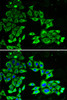 Immunofluorescence analysis of HeLa cells using AMPK alpha 1 antibody (14-346) . Blue: DAPI for nuclear staining.