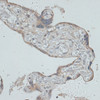 Immunohistochemistry of paraffin-embedded human placenta using GMPR antibody (14-347) at dilution of 1:100 (40x lens) .