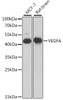 Western blot analysis of extracts of various cell lines, using VEGFA antibody (14-355) at 1:1000 dilution.<br/>Secondary antibody: HRP Goat Anti-Rabbit IgG (H+L) at 1:10000 dilution.<br/>Lysates/proteins: 25ug per lane.<br/>Blocking buffer: 3% nonfat dry milk in TBST.<br/>Detection: ECL Basic Kit.<br/>Exposure time: 90s.