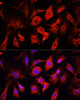 Immunofluorescence analysis of NIH/3T3 cells using ENO2 antibody (14-368) at dilution of 1:100. Blue: DAPI for nuclear staining.