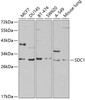 Western blot analysis of extracts of various cell lines, using SDC1 antibody (14-373) at 1:1000 dilution.<br/>Secondary antibody: HRP Goat Anti-Rabbit IgG (H+L) at 1:10000 dilution.<br/>Lysates/proteins: 25ug per lane.<br/>Blocking buffer: 3% nonfat dry milk in TBST.