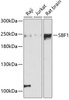 Western blot analysis of extracts of various cell lines, using SBF1 antibody (14-374) at 1:3000 dilution.<br/>Secondary antibody: HRP Goat Anti-Rabbit IgG (H+L) at 1:10000 dilution.<br/>Lysates/proteins: 25ug per lane.<br/>Blocking buffer: 3% nonfat dry milk in TBST.<br/>Detection: ECL Basic Kit.<br/>Exposure time: 90s.