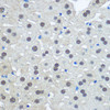 Immunohistochemistry of paraffin-embedded Rat liver using UBA1 antibody (14-377) at dilution of 1:100 (40x lens) .