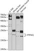 Western blot analysis of extracts of various cell lines, using PTP4A1 antibody (14-378) at 1:3000 dilution.<br/>Secondary antibody: HRP Goat Anti-Rabbit IgG (H+L) at 1:10000 dilution.<br/>Lysates/proteins: 25ug per lane.<br/>Blocking buffer: 3% nonfat dry milk in TBST.<br/>Detection: ECL Basic Kit.<br/>Exposure time: 90s.