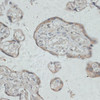 Immunohistochemistry of paraffin-embedded human placenta using GPR78 antibody (14-379) at dilution of 1:100 (40x lens) .
