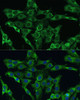 Immunofluorescence analysis of C6 cells using PLSCR3 Polyclonal Antibody (14-381) at dilution of 1:100 (40x lens) . Blue: DAPI for nuclear staining.