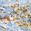 Immunohistochemistry of paraffin-embedded rat spleen using CD3D antibody (14-385) at dilution of 1:200 (40x lens) .