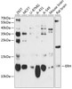 Western blot analysis of extracts of various cell lines, using ERH antibody (14-387) at 1:3000 dilution.<br/>Secondary antibody: HRP Goat Anti-Rabbit IgG (H+L) at 1:10000 dilution.<br/>Lysates/proteins: 25ug per lane.<br/>Blocking buffer: 3% nonfat dry milk in TBST.<br/>Detection: ECL Basic Kit.<br/>Exposure time: 90s.