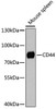 Western blot analysis of extracts of mouse spleen, using CD44 Antibody (14-407) at 1:1000 dilution.<br/>Secondary antibody: HRP Goat Anti-Rabbit IgG (H+L) at 1:10000 dilution.<br/>Lysates/proteins: 25ug per lane.<br/>Blocking buffer: 3% nonfat dry milk in TBST.<br/>Detection: ECL Basic Kit.<br/>Exposure time: 90s.