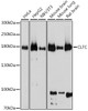 Western blot analysis of extracts of various cell lines, using CLTC antibody (14-413) at 1:1000 dilution.<br/>Secondary antibody: HRP Goat Anti-Rabbit IgG (H+L) at 1:10000 dilution.<br/>Lysates/proteins: 25ug per lane.<br/>Blocking buffer: 3% nonfat dry milk in TBST.<br/>Detection: ECL Basic Kit.<br/>Exposure time: 5s.