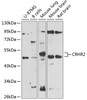 Western blot analysis of extracts of various cell lines, using CRHR2 antibody (14-416) at 1:1000 dilution.<br/>Secondary antibody: HRP Goat Anti-Rabbit IgG (H+L) at 1:10000 dilution.<br/>Lysates/proteins: 25ug per lane.<br/>Blocking buffer: 3% nonfat dry milk in TBST.<br/>Detection: ECL Enhanced Kit.<br/>Exposure time: 60s.