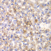 Immunohistochemistry of paraffin-embedded rat liver using HAPLN1 antibody (14-417) at dilution of 1:100 (40x lens) .