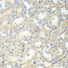 Immunohistochemistry of paraffin-embedded rat kidney using EPB41 antibody (14-420) at dilution of 1:200 (40x lens) .
