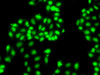 Immunofluorescence analysis of A549 cells using HNRNPA1 antibody (14-427) .