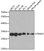Western blot analysis of extracts of various cell lines, using PSMA3 antibody (14-431) at 1:1000 dilution.<br/>Secondary antibody: HRP Goat Anti-Rabbit IgG (H+L) at 1:10000 dilution.<br/>Lysates/proteins: 25ug per lane.<br/>Blocking buffer: 3% nonfat dry milk in TBST.