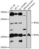Western blot analysis of extracts of various cell lines, using IFNG antibody (14-432) at 1:1000 dilution.<br/>Secondary antibody: HRP Goat Anti-Rabbit IgG (H+L) at 1:10000 dilution.<br/>Lysates/proteins: 25ug per lane.<br/>Blocking buffer: 3% nonfat dry milk in TBST.<br/>Detection: ECL Basic Kit.<br/>Exposure time: 30s.
