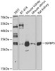 Western blot analysis of extracts of various cell lines, using IGFBP5 antibody (14-433) at 1:1000 dilution.<br/>Secondary antibody: HRP Goat Anti-Rabbit IgG (H+L) at 1:10000 dilution.<br/>Lysates/proteins: 25ug per lane.<br/>Blocking buffer: 3% nonfat dry milk in TBST.<br/>Detection: ECL Enhanced Kit.<br/>Exposure time: 30s.