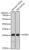 Western blot analysis of extracts of various cell lines, using MSRA Antibody (14-437) at 1:1000 dilution.<br/>Secondary antibody: HRP Goat Anti-Rabbit IgG (H+L) at 1:10000 dilution.<br/>Lysates/proteins: 25ug per lane.<br/>Blocking buffer: 3% nonfat dry milk in TBST.<br/>Detection: ECL Basic Kit.<br/>Exposure time: 30s.