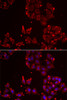 Immunofluorescence analysis of U2OS cells using MSRA antibody (14-437) . Blue: DAPI for nuclear staining.