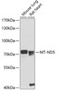 Western blot analysis of extracts of various cell lines, using MT-ND5 antibody (14-438) at 1:1000 dilution.<br/>Secondary antibody: HRP Goat Anti-Rabbit IgG (H+L) at 1:10000 dilution.<br/>Lysates/proteins: 25ug per lane.<br/>Blocking buffer: 3% nonfat dry milk in TBST.<br/>Detection: ECL Basic Kit.<br/>Exposure time: 90s.