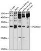 Western blot analysis of extracts of various cell lines, using PSMD10 antibody (14-441) at 1:1000 dilution.<br/>Secondary antibody: HRP Goat Anti-Rabbit IgG (H+L) at 1:10000 dilution.<br/>Lysates/proteins: 25ug per lane.<br/>Blocking buffer: 3% nonfat dry milk in TBST.<br/>Detection: ECL Basic Kit.<br/>Exposure time: 10s.