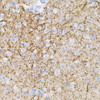 Immunohistochemistry of paraffin-embedded mouse brain using NTF3 antibody (14-446) (40x lens) .