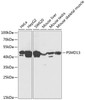 Western blot analysis of extracts of various cell lines, using PSMD13 Antibody (14-453) at 1:1000 dilution.<br/>Secondary antibody: HRP Goat Anti-Rabbit IgG (H+L) at 1:10000 dilution.<br/>Lysates/proteins: 25ug per lane.<br/>Blocking buffer: 3% nonfat dry milk in TBST.<br/>Detection: ECL Basic Kit.<br/>Exposure time: 120s.