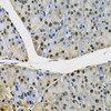 Immunohistochemistry of paraffin-embedded rat pancreas using SKP1 Antibody (14-468) at dilution of 1:100 (40x lens) .
