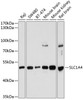 Western blot analysis of extracts of various cell lines, using SLC1A4 antibody (14-469) at 1:1000 dilution.<br/>Secondary antibody: HRP Goat Anti-Rabbit IgG (H+L) at 1:10000 dilution.<br/>Lysates/proteins: 25ug per lane.<br/>Blocking buffer: 3% nonfat dry milk in TBST.<br/>Detection: ECL Basic Kit.<br/>Exposure time: 5s.
