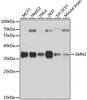 Western blot analysis of extracts of various cell lines, using SMN2 antibody (14-470) at 1:1000 dilution.<br/>Secondary antibody: HRP Goat Anti-Rabbit IgG (H+L) at 1:10000 dilution.<br/>Lysates/proteins: 25ug per lane.<br/>Blocking buffer: 3% nonfat dry milk in TBST.<br/>Detection: ECL Basic Kit.<br/>Exposure time: 10s.