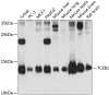 Western blot analysis of extracts of various cell lines, using TCEB1 antibody (14-476) at 1:1000 dilution.<br/>Secondary antibody: HRP Goat Anti-Rabbit IgG (H+L) at 1:10000 dilution.<br/>Lysates/proteins: 25ug per lane.<br/>Blocking buffer: 3% nonfat dry milk in TBST.<br/>Detection: ECL Enhanced Kit.<br/>Exposure time: 60s.