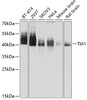Western blot analysis of extracts of various cell lines, using TIA1 antibody (14-477) at 1:1000 dilution.<br/>Secondary antibody: HRP Goat Anti-Rabbit IgG (H+L) at 1:10000 dilution.<br/>Lysates/proteins: 25ug per lane.<br/>Blocking buffer: 3% nonfat dry milk in TBST.<br/>Detection: ECL Basic Kit.<br/>Exposure time: 5s.