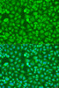 Immunofluorescence analysis of U2OS cells using TIA1 antibody (14-477) at dilution of 1:100. Blue: DAPI for nuclear staining.