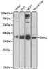 Western blot analysis of extracts of various cell lines, using SMN2 antibody (14-479) at 1:1000 dilution.<br/>Secondary antibody: HRP Goat Anti-Rabbit IgG (H+L) at 1:10000 dilution.<br/>Lysates/proteins: 25ug per lane.<br/>Blocking buffer: 3% nonfat dry milk in TBST.<br/>Detection: ECL Enhanced Kit.<br/>Exposure time: 30s.