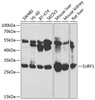 Western blot analysis of extracts of various cell lines, using SURF1 antibody (14-481) at 1:1000 dilution.<br/>Secondary antibody: HRP Goat Anti-Rabbit IgG (H+L) at 1:10000 dilution.<br/>Lysates/proteins: 25ug per lane.<br/>Blocking buffer: 3% nonfat dry milk in TBST.<br/>Detection: ECL Basic Kit.<br/>Exposure time: 3s.
