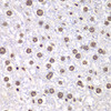 Immunohistochemistry of paraffin-embedded mouse liver using TOP1 antibody (14-483) at dilution of 1:100 (40x lens) .